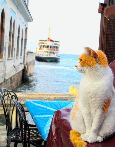 comment sauver son chat des chutes balcon