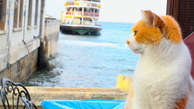 comment sauver son chat des chutes balcon