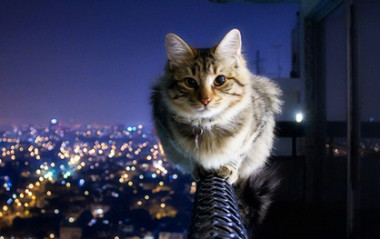 filet anti chute pour chat