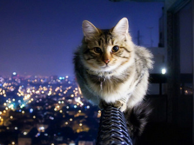 filet anti chute pour chat