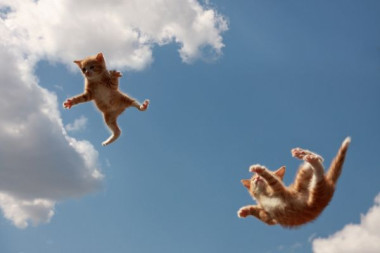 comment protéger son chat des chutes