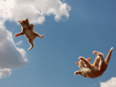 comment protéger son chat des chutes