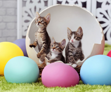 Les dangers du chocolat pour votre chat