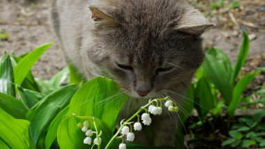 spécialiste protection pour chat paris
