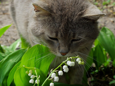 spécialiste protection pour chat paris