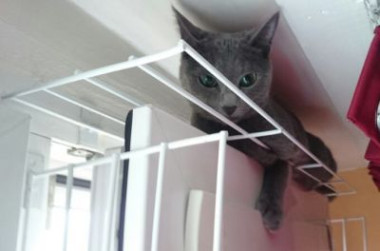 sécurité fenetre pour chat sans percer