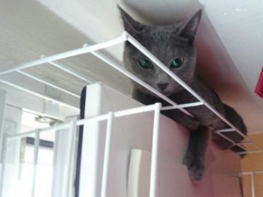 sécurité fenetre pour chat sans percer