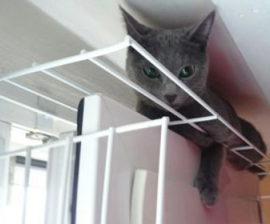 sécurité fenetre pour chat sans percer