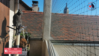 chat en sécurité