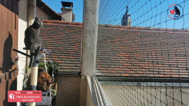 chat en sécurité