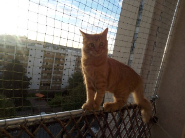 comment protéger son chat d'une chute d'une fenêtre