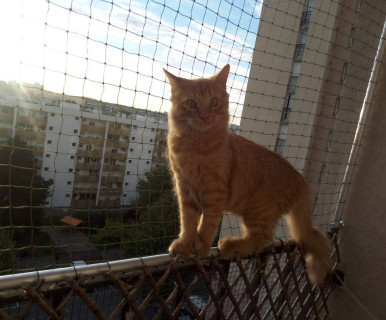comment protéger son chat d'une chute d'une fenêtre