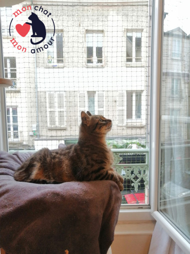 sécurité pour chat