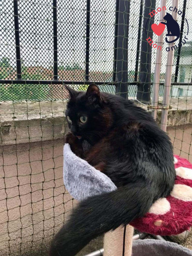 protection balcon chat