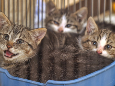 professionnel de la sécurité pour chat antichute