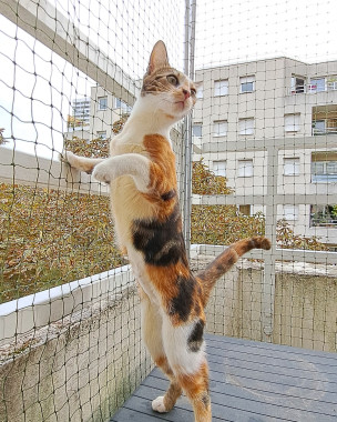 Chat qui joue dans un catio