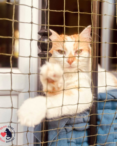 cadre avec filet pour chat amovible sans trou ni vis