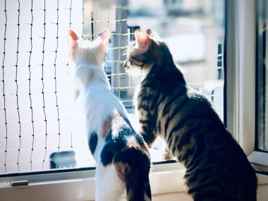 filet de protection pour chat fenêtre